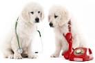 Hearts And Love Veterinary Services