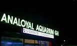Analoyal Aquarium Ghana